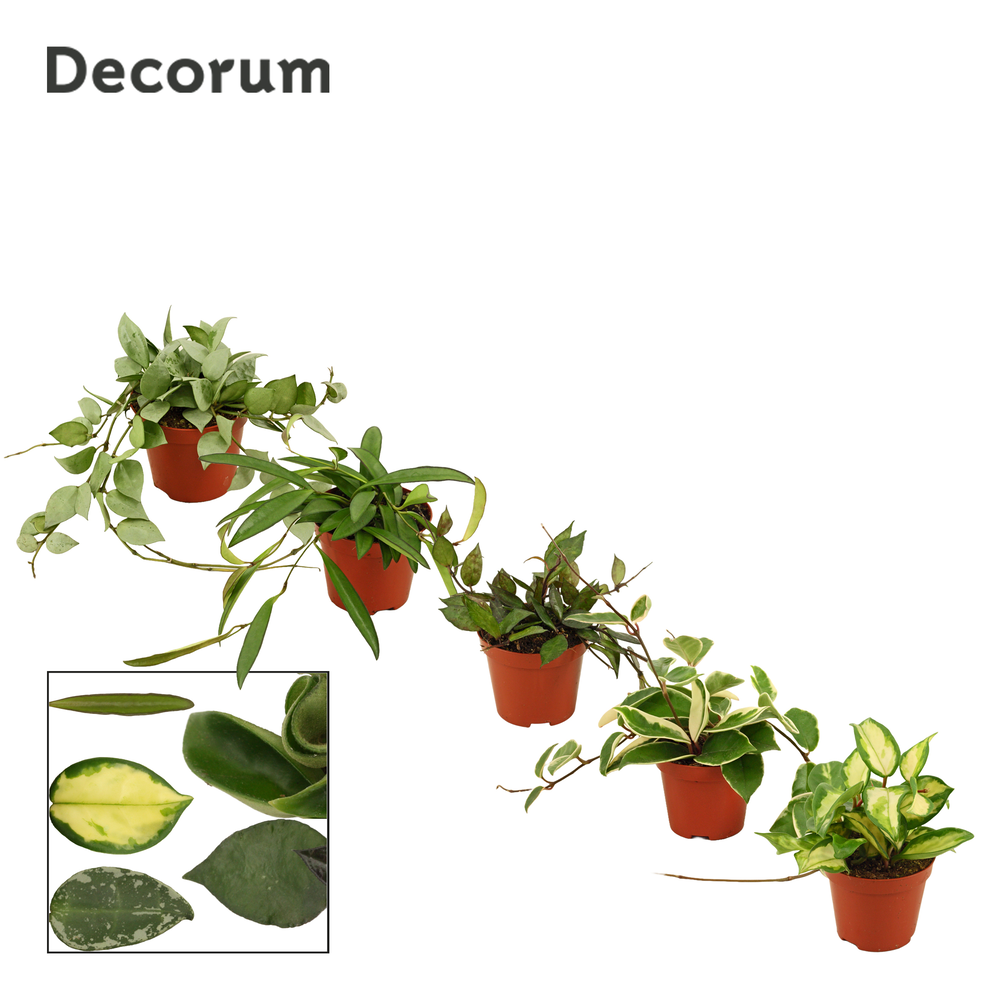 Hoya 9 cm mix (Decorum).