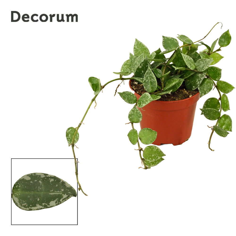 Hoya krohniana 9 cm Splash (Decorum).