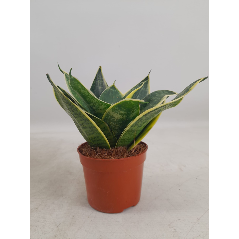 Sansevieria Hahnii 9 cm Super Hahnii(Decorum).