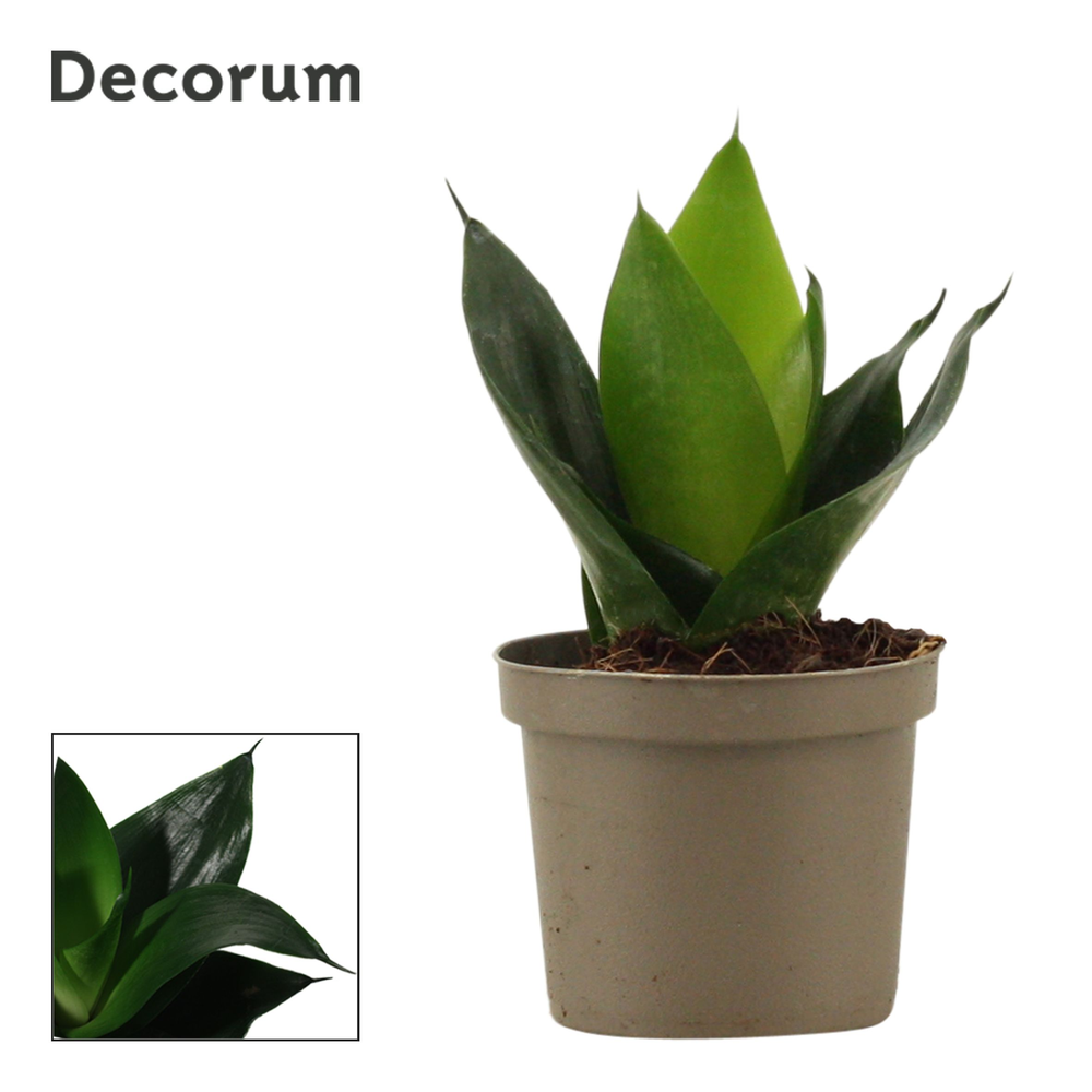 Sansevieria Hahnii 9 cm Black Jade (Decorum).