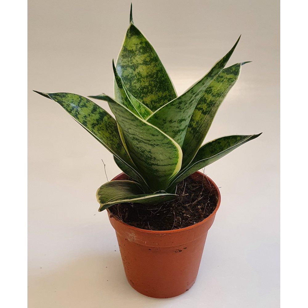 Sansevieria Hahnii 6 cm Silver Hahnii(Decorum).