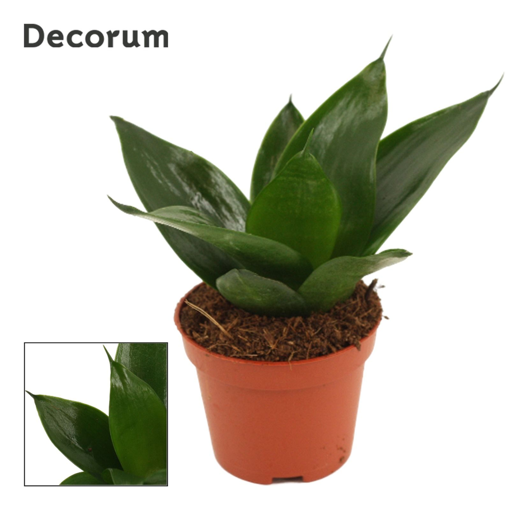 Sansevieria Hahnii 6 cm Black Jade (Decorum).