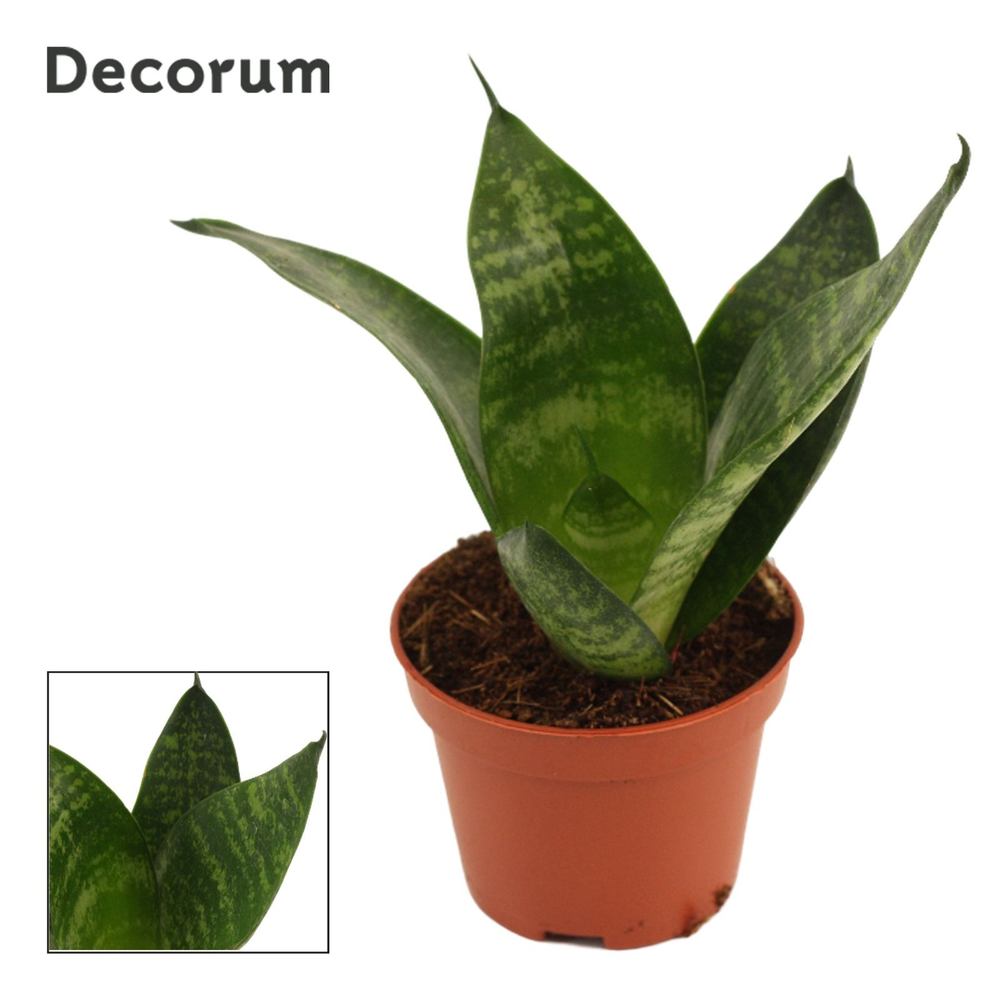 Sansevieria Hahnii 6 cm Green Hahnii (Decorum).