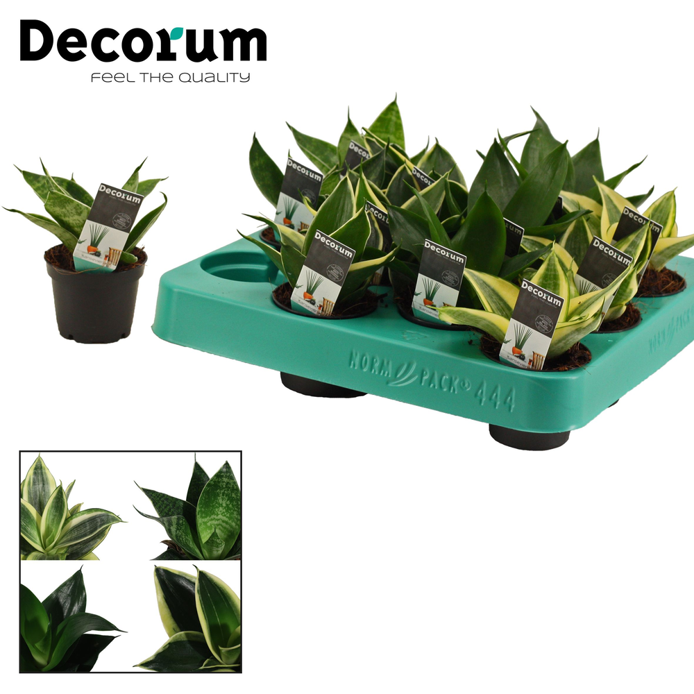 Sansevieria Hahnii 6 cm mix (Decorum).