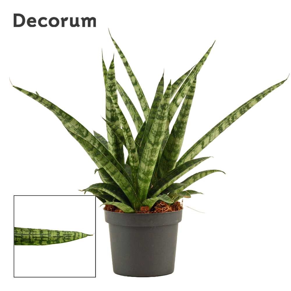 Sansevieria Silver steel 9 cm (Decorum).