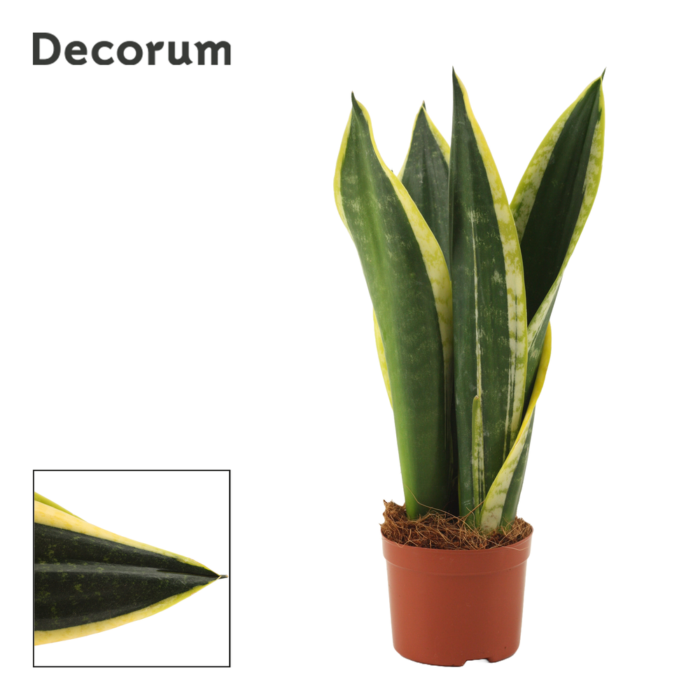 Sansevieria Night Shade 9 cm (Decorum).