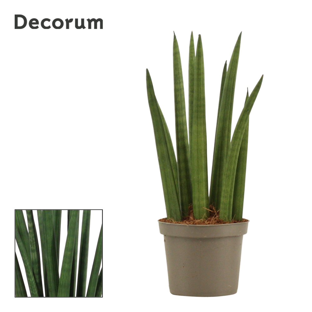 Sansevieria Cylindrica 9 cm Rocket (Decorum).