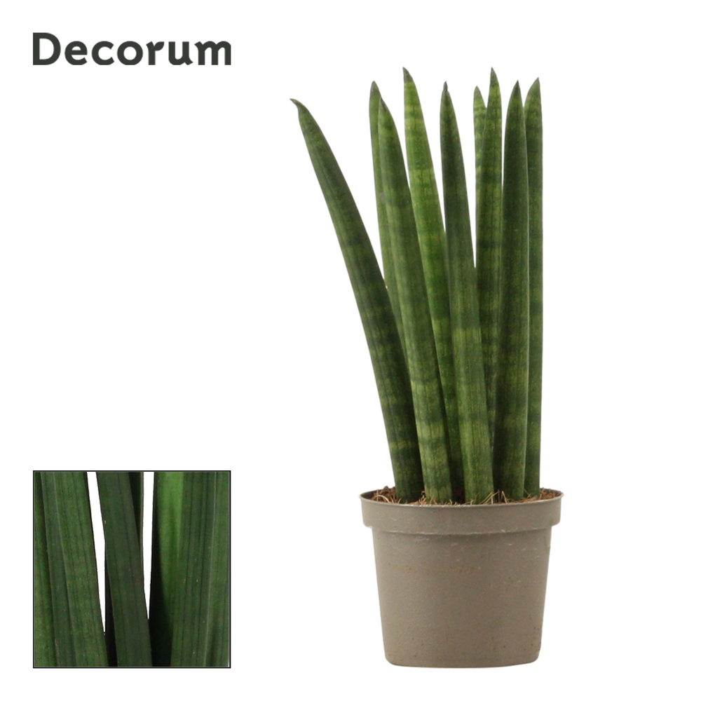 Sansevieria Cylindrica 9 cm Straight (Decorum).