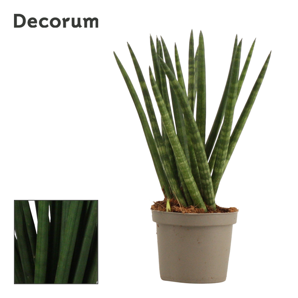 Sansevieria Cylindrica 9 cm Spaghetti (Decorum).