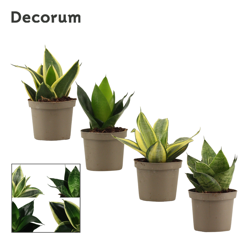 Sansevieria hahnii 9 cm mix (Decorum).
