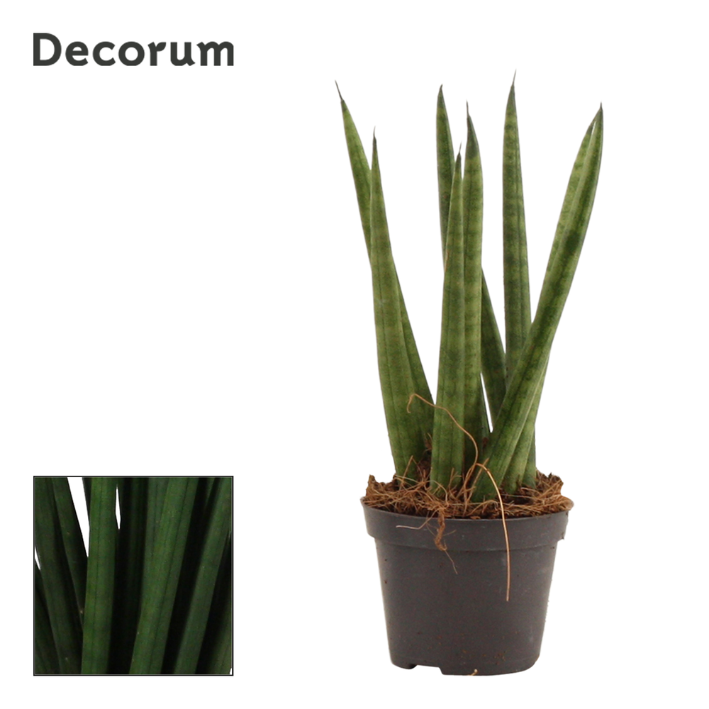 Sansevieria Cylindrica 6 cm Spaghetti (Decorum).