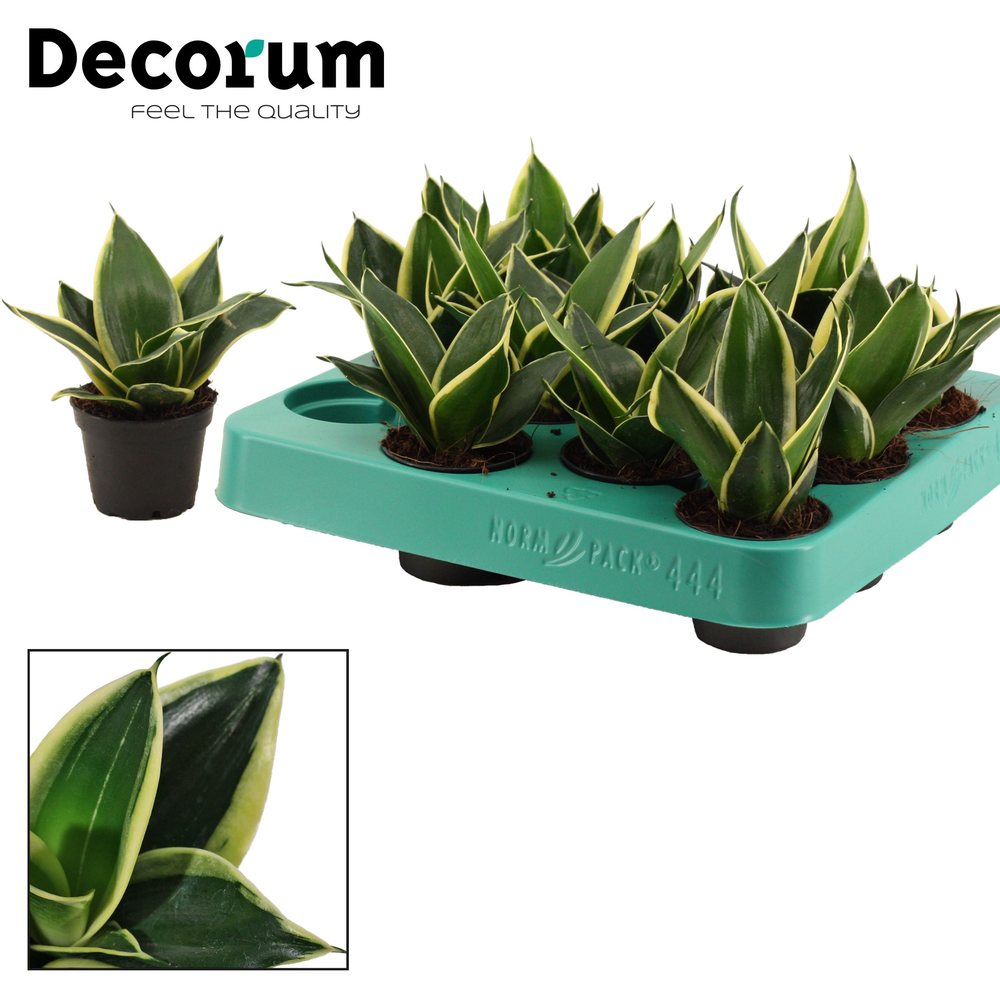 Sansevieria Hahnii 6 cm Jade Pagoda (Decorum).