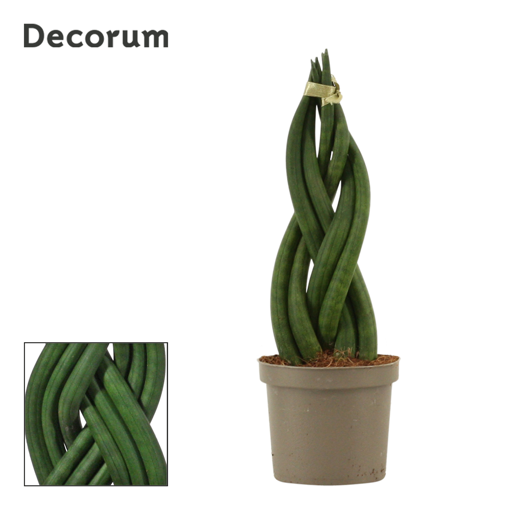 Sansevieria Cylindrica 9 cm Braid (Decorum).