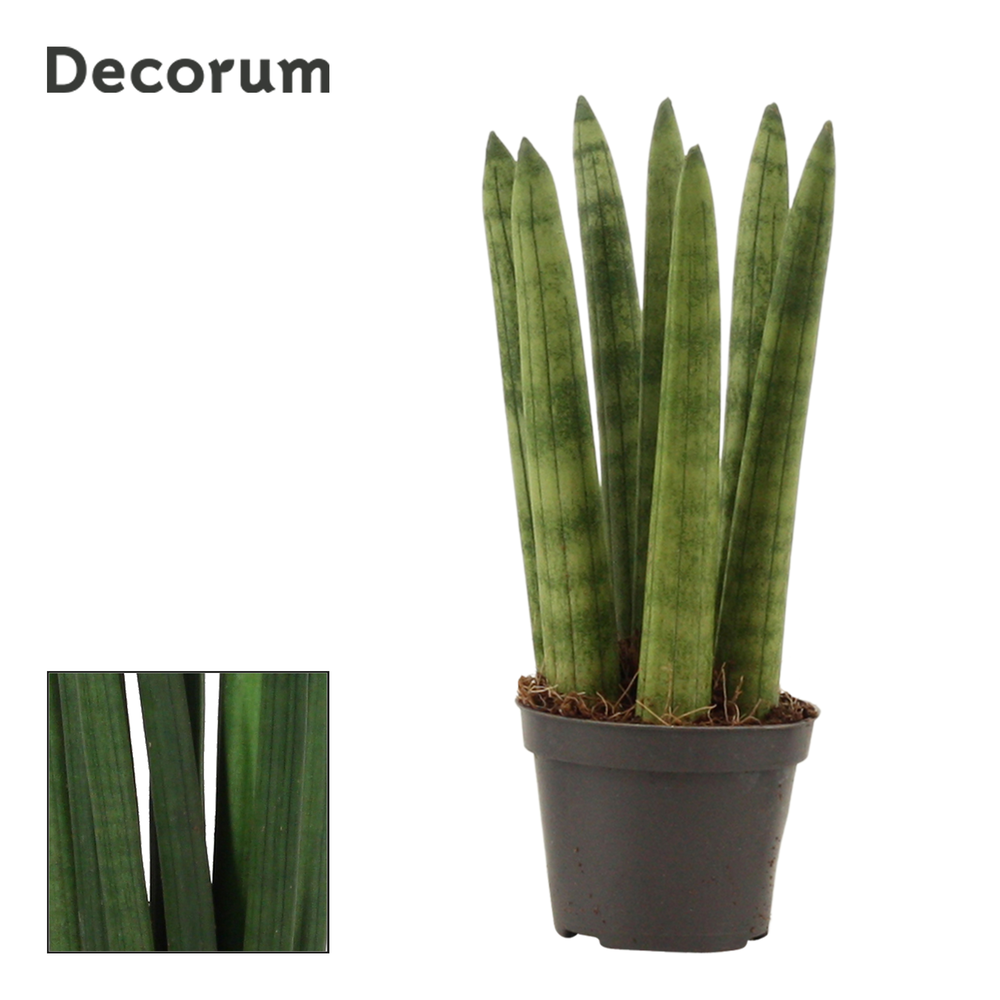 Sansevieria Cylindrica 6 cm Straight (Decorum).
