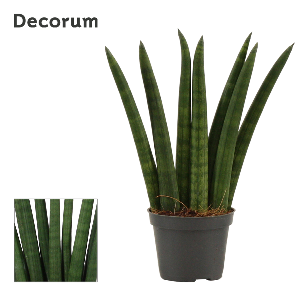 Sansevieria Cylindrica 6 cm Fan (Decorum).