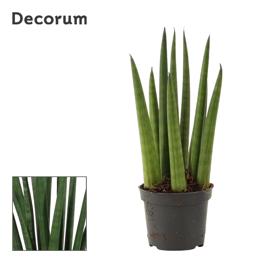 Sansevieria Cylindrica 6 cm Rocket (Decorum).