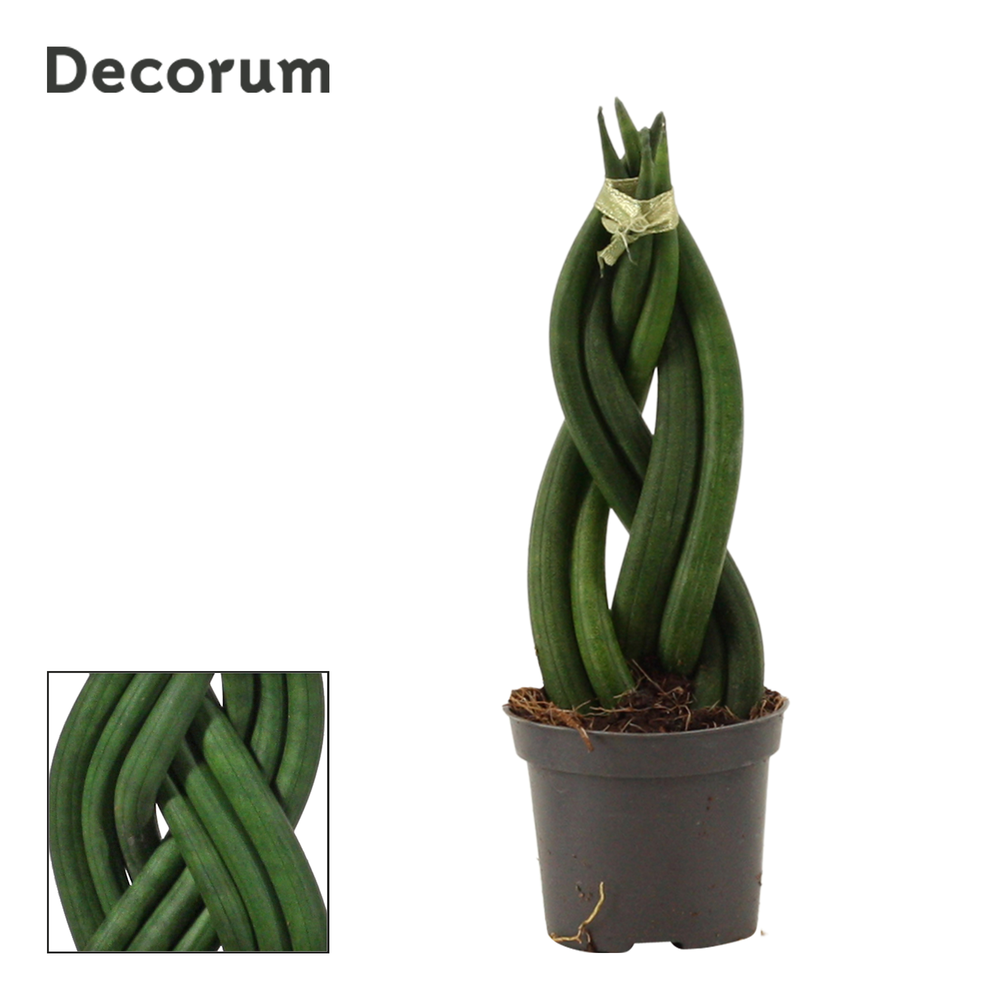 Sansevieria Cylindrica 6 cm Braid (Decorum).