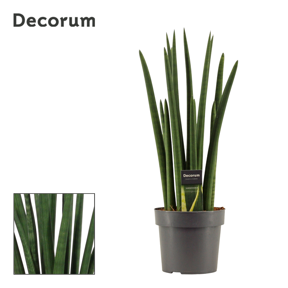 Sansevieria Cylindrica 17 cm Rocket (Decorum).