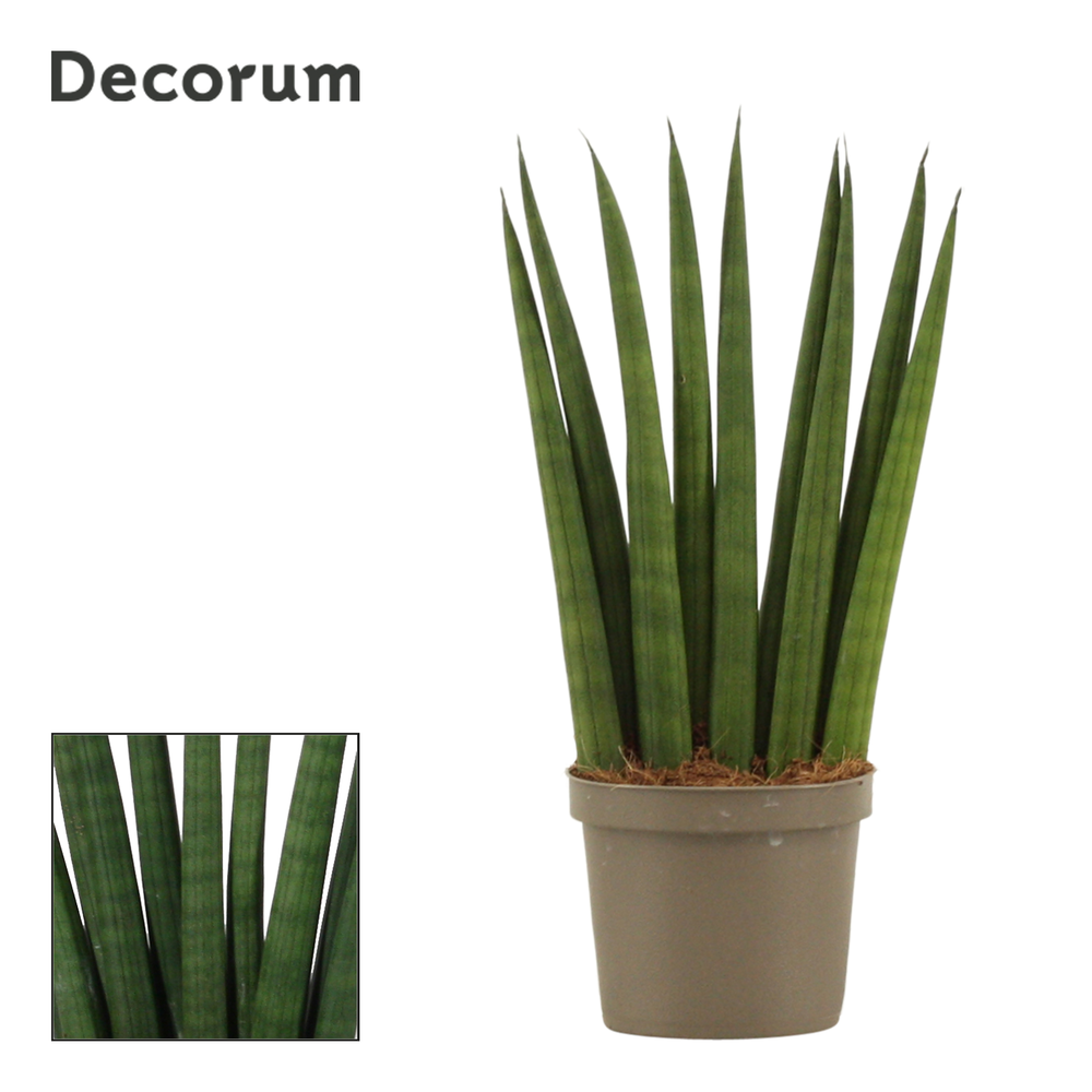 Sansevieria Cylindrica 9 cm Fan (Decorum).