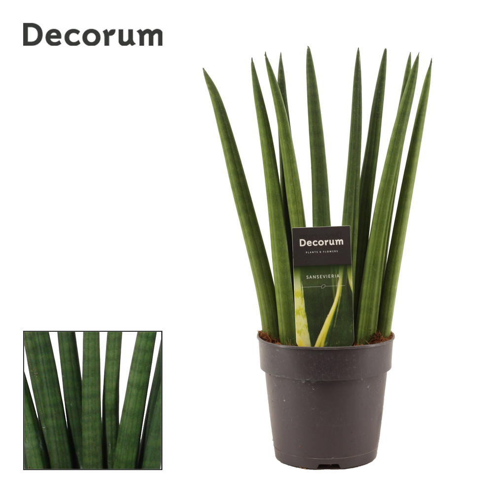 Sansevieria Cylindrica 12 cm Fan (Decorum).