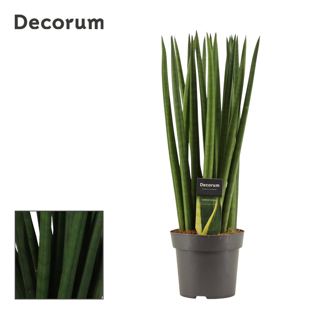 Sansevieria Cylindrica 14 cm Spaghetti (Decorum).