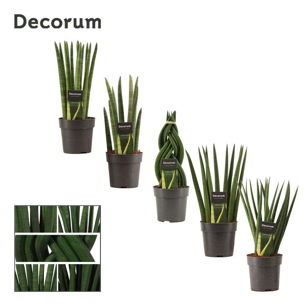 Sansevieria Cylindrica 12 cm mix (Decorum).