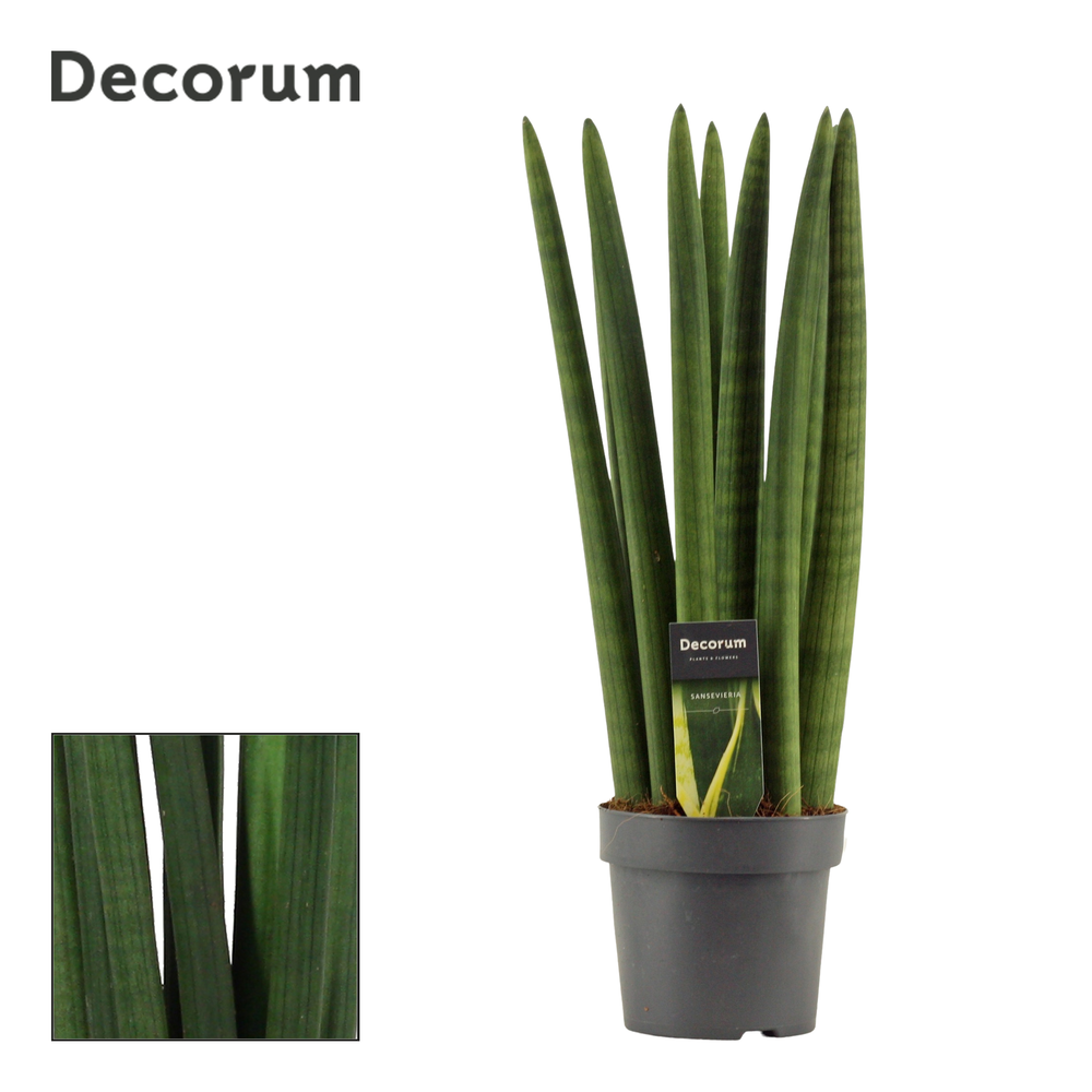 Sansevieria Cylindrica 14 cm Straight (Decorum).