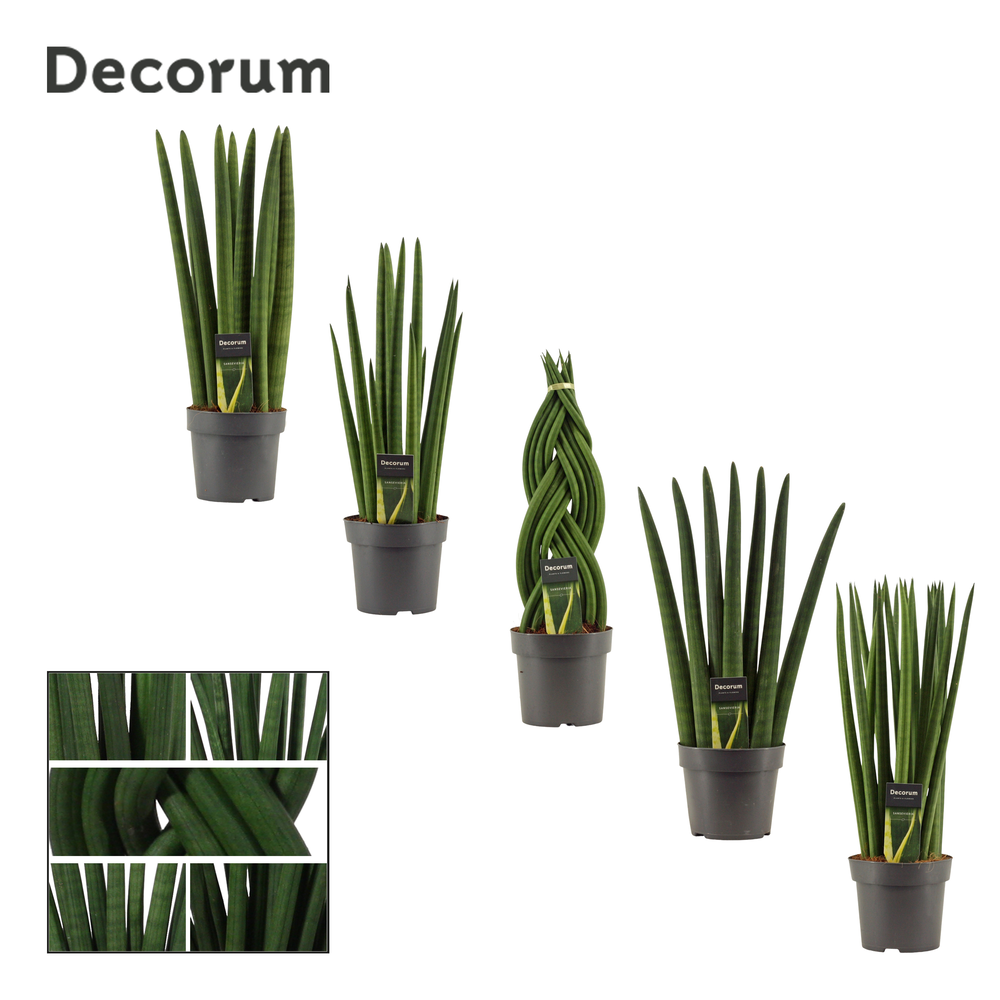 Sansevieria Cylindrica 14 cm mix (Decorum).