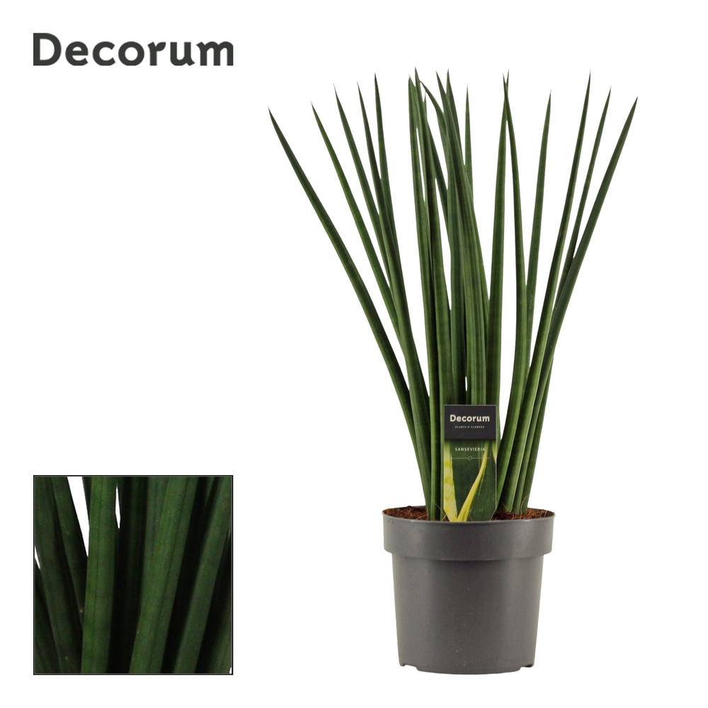 Sansevieria Cylindrica 17 cm Spaghetti (Decorum).