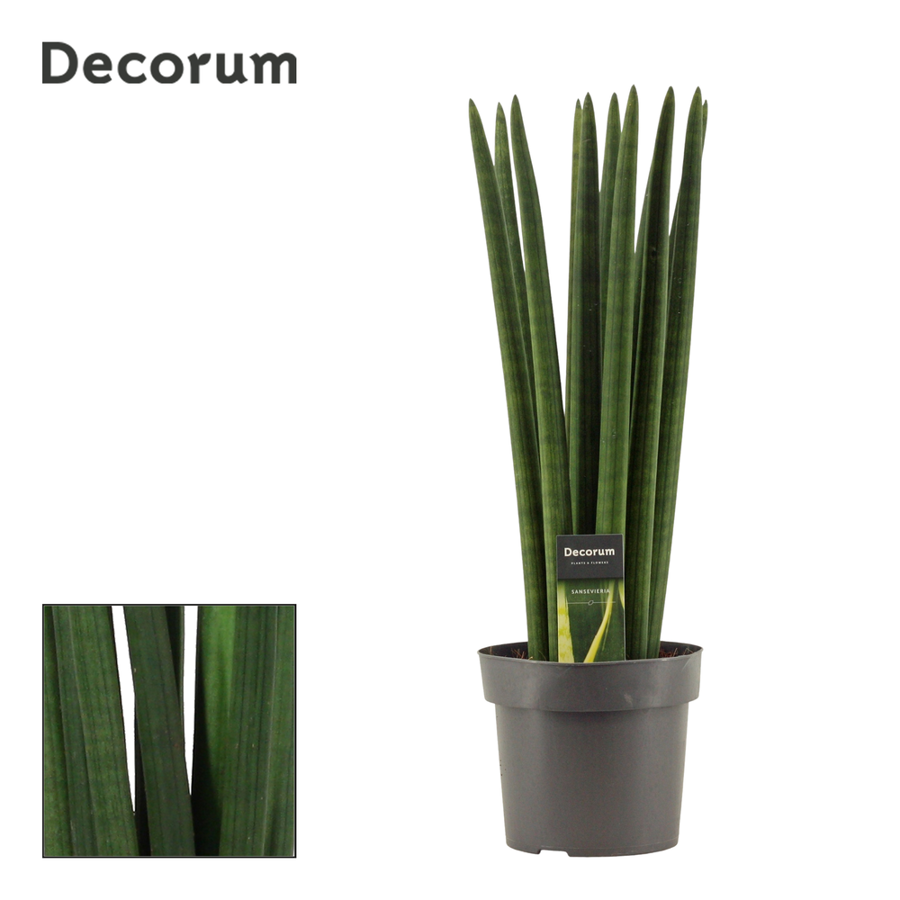 Sansevieria Cylindrica 17 cm Straight (Decorum).