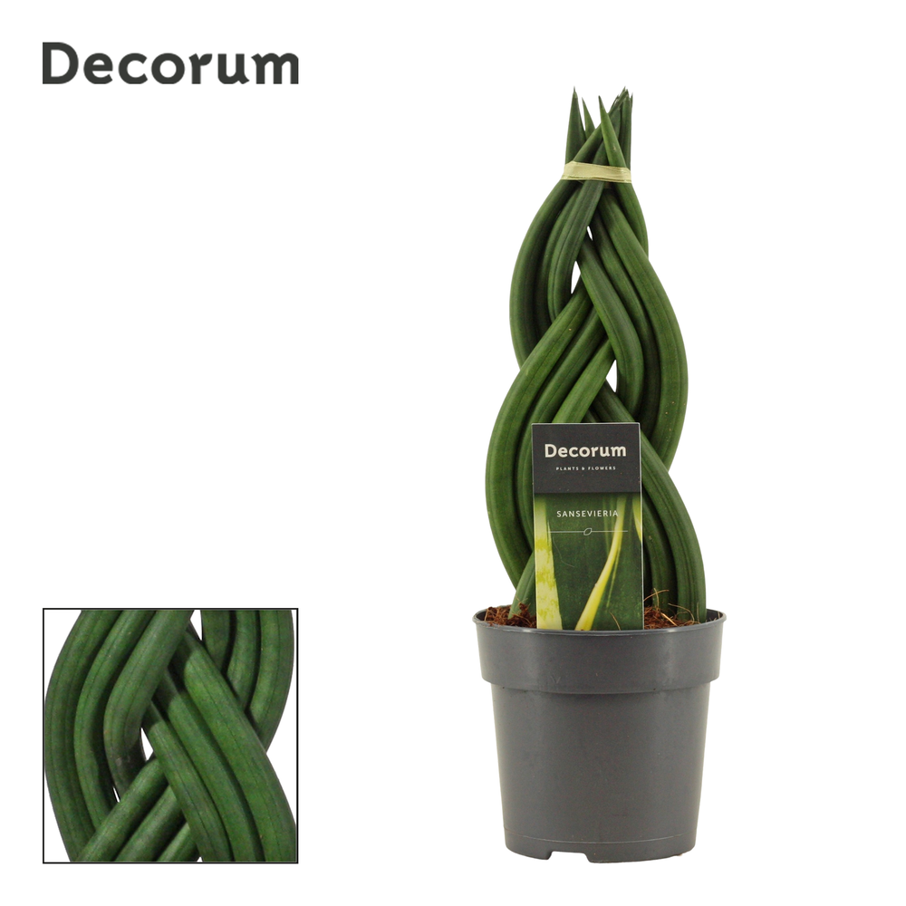 Sansevieria Cylindrica 12 cm Braid (Decorum).