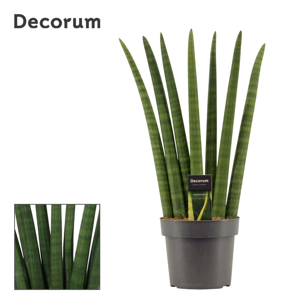 Sansevieria Cylindrica 17 cm Fan (Decorum).