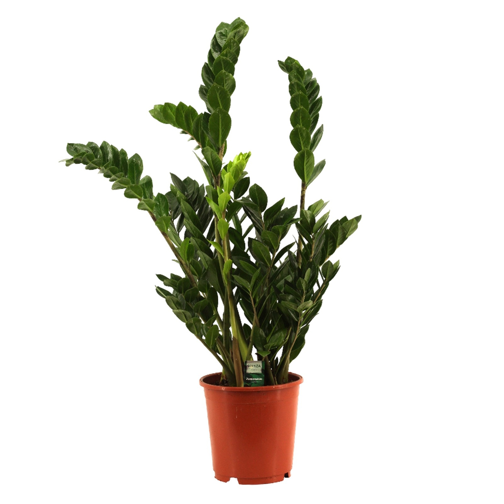 Zamioculcas 21 cm.