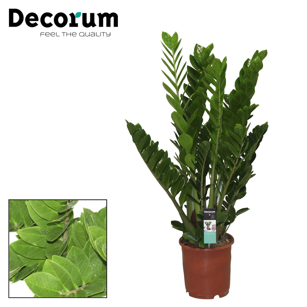 Zamioculcas 24 cm (Decorum).