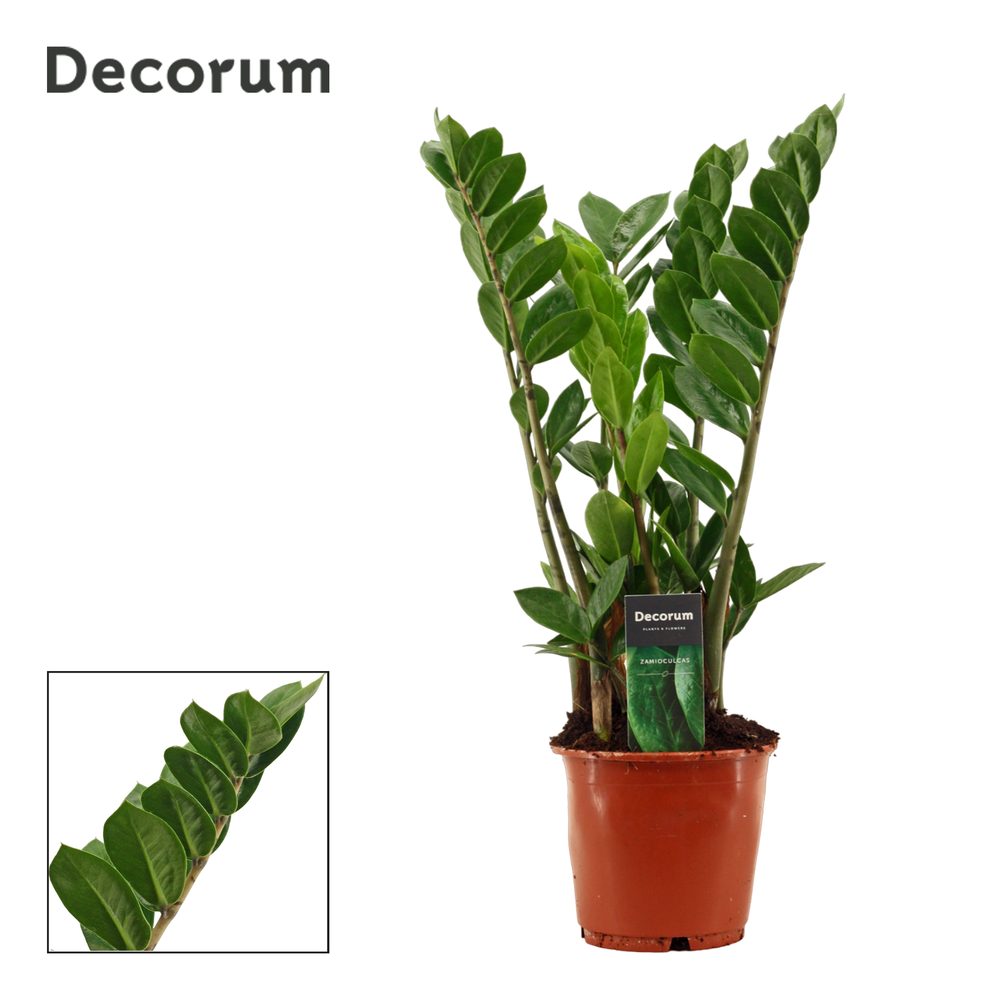 Zamioculcas 14 cm (Decorum).