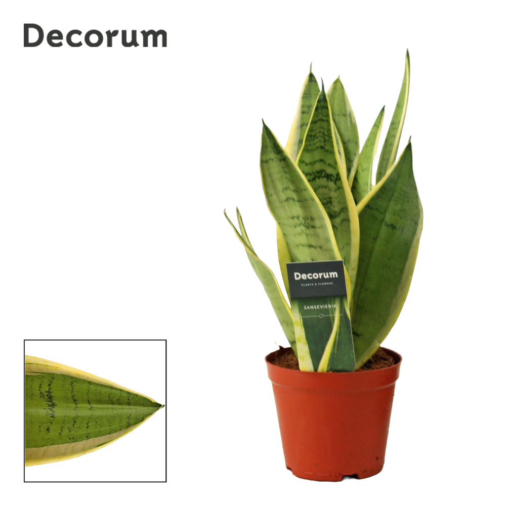 Sansevieria White Snow 12 cm (Decorum).
