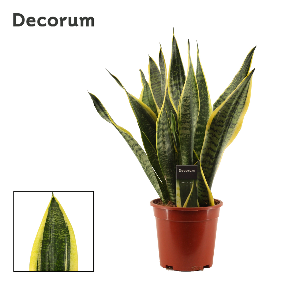 Sansevieria Superba 17 cm (Decorum).