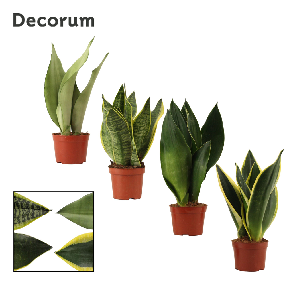 Sansevieria Super mix 9 cm (Decorum).