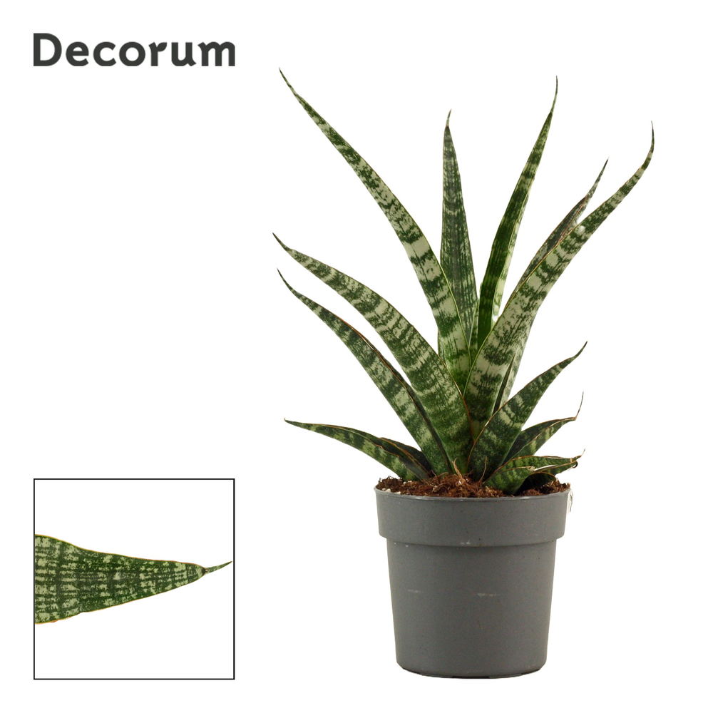 Sansevieria Tiger crown 12 cm (Decorum).