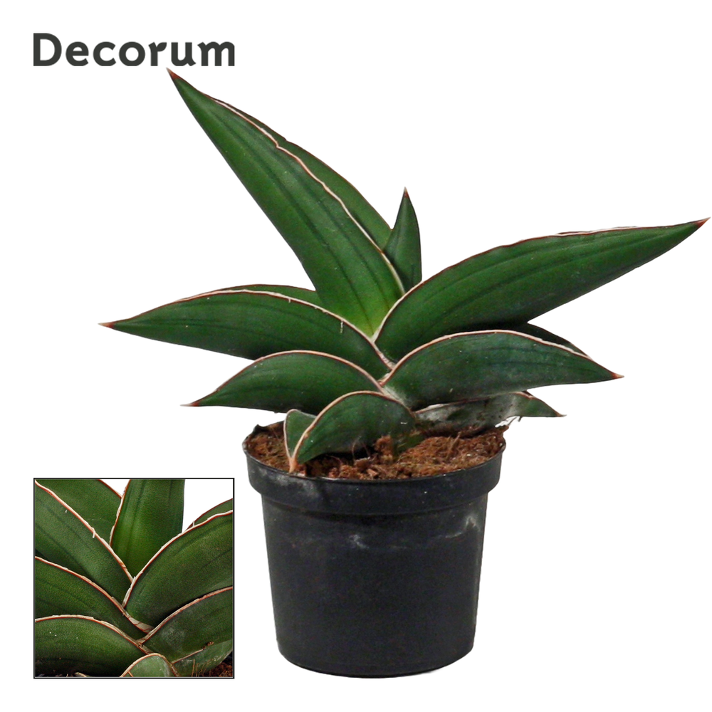 Sansevieria Samurai 9 cm (Decorum).