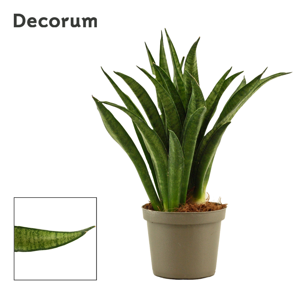 Sansevieria Lilliput 9 cm (Decorum).