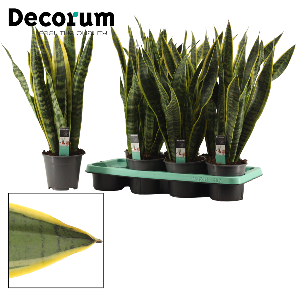 Sansevieria Laurentii 14 cm (Decorum).