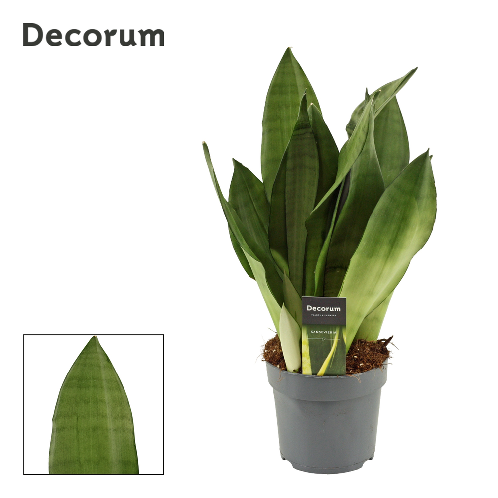 Sansevieria Moonshine 14 cm (Decorum).