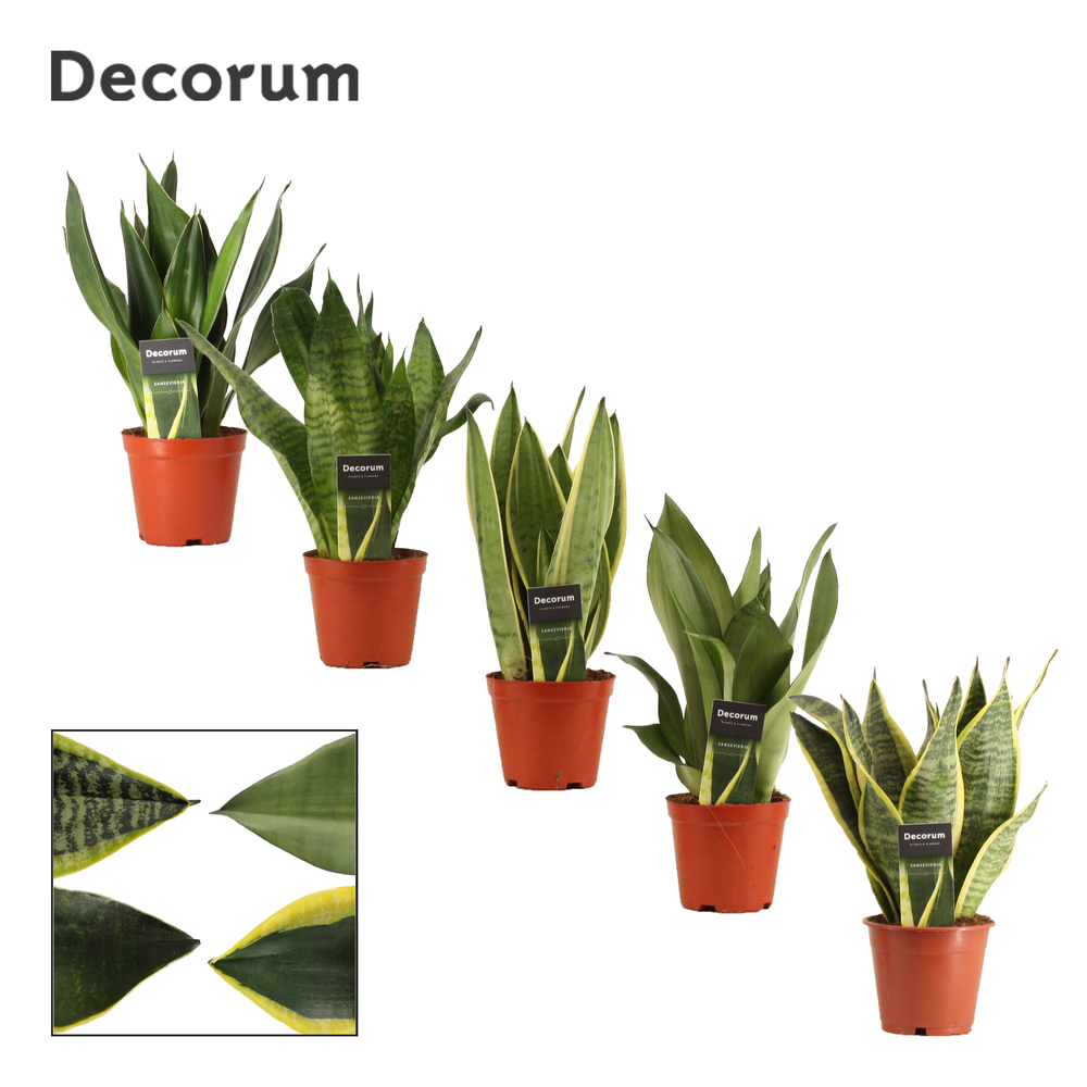 Sansevieria Super mix 12 cm (Decorum).