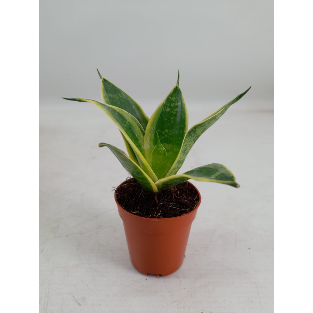 Sansevieria Hahnii 6 cm Super Hahnii(Decorum).