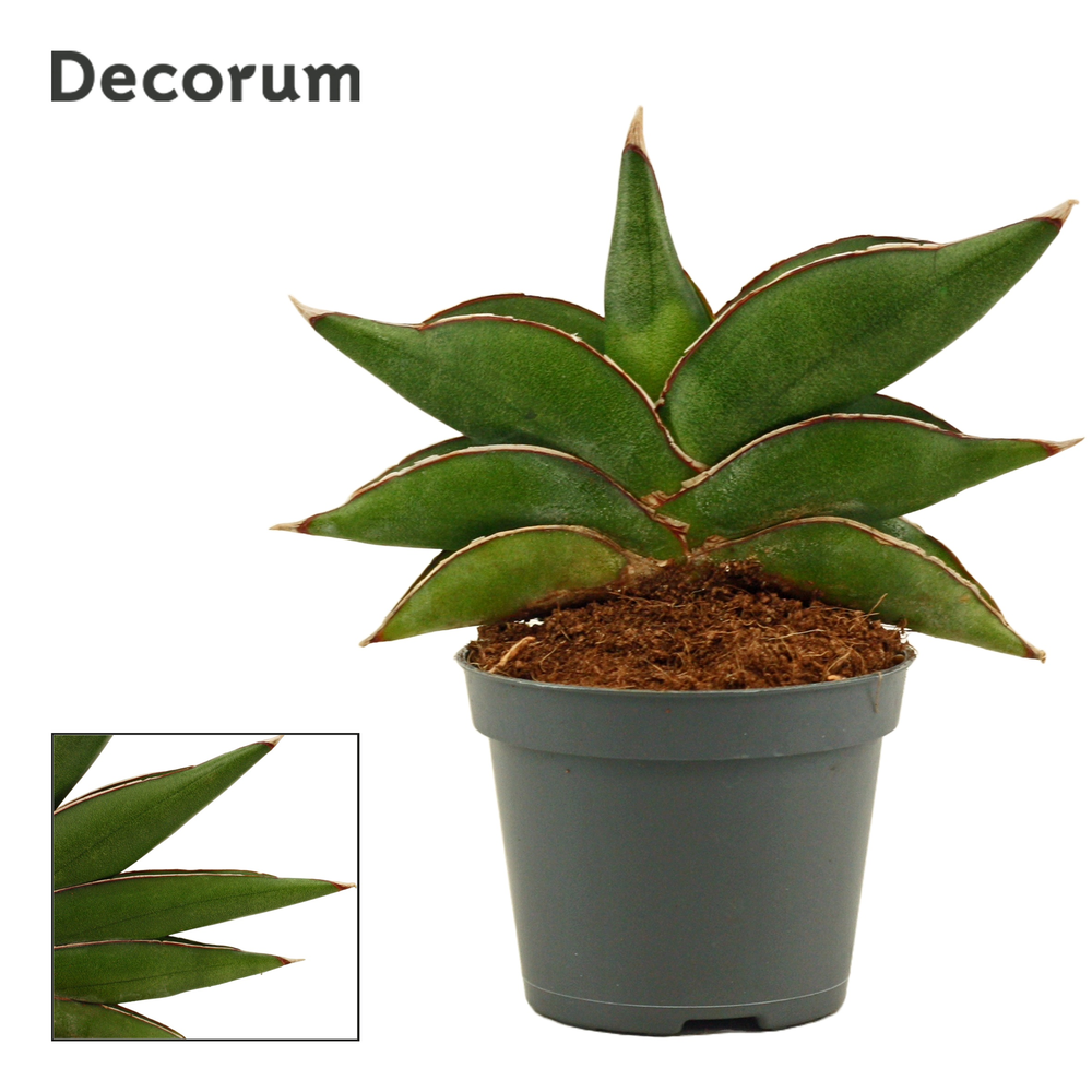 Sansevieria Stylish fan 6 cm (Decorum).