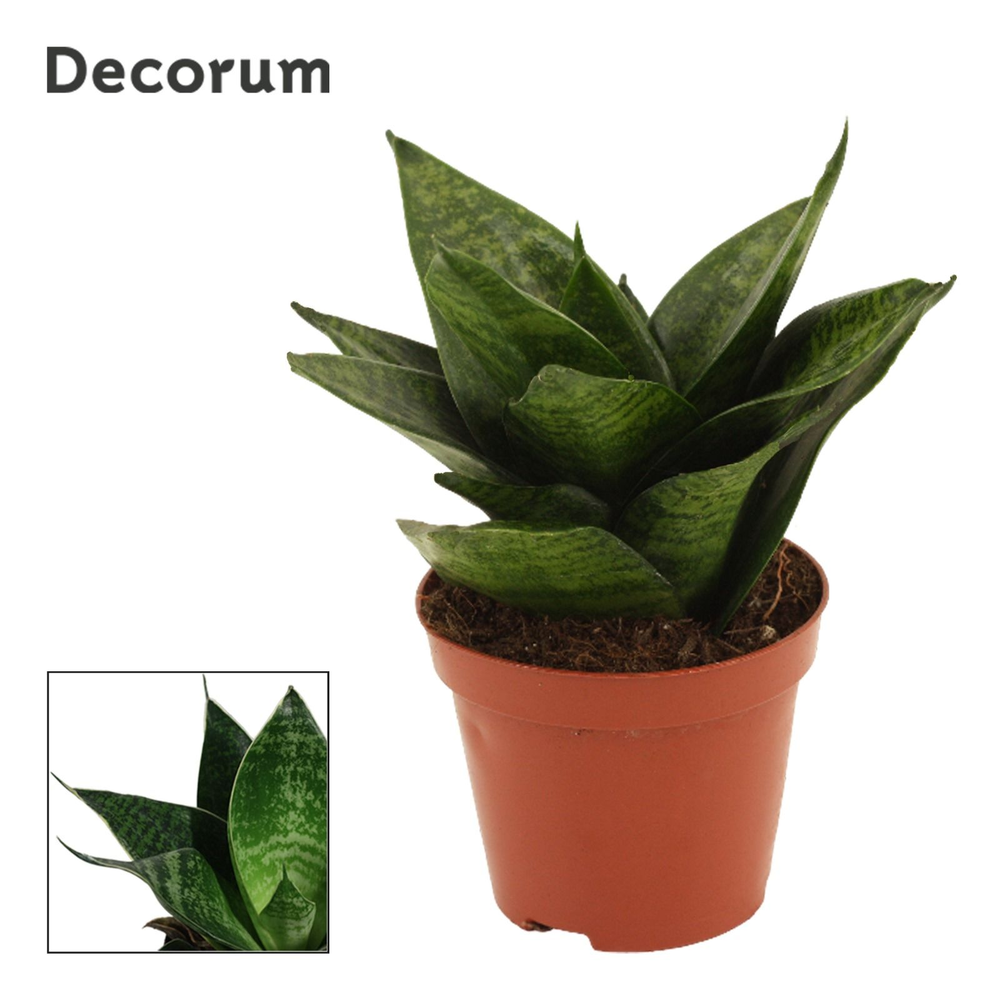 Sansevieria Hahnii 9 cm Green Hahnii (Decorum).