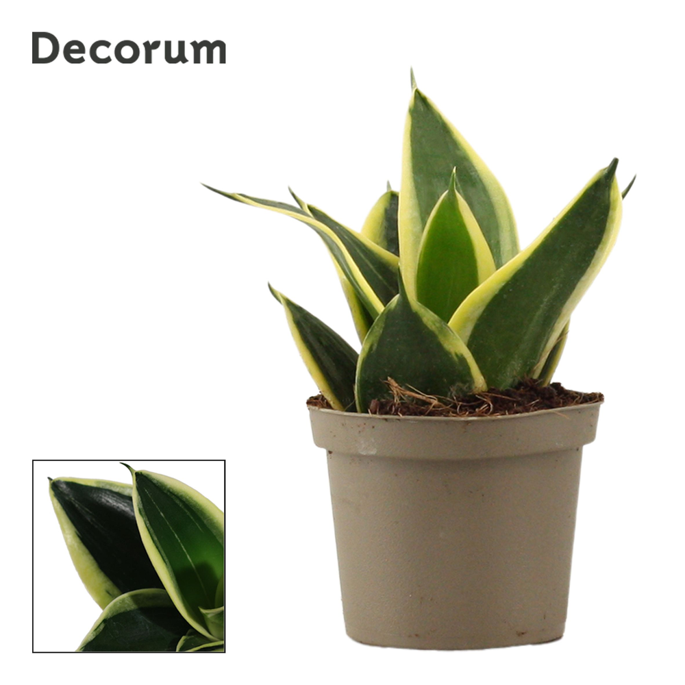 Sansevieria Hahnii 9 cm Jade Pagoda (Decorum).