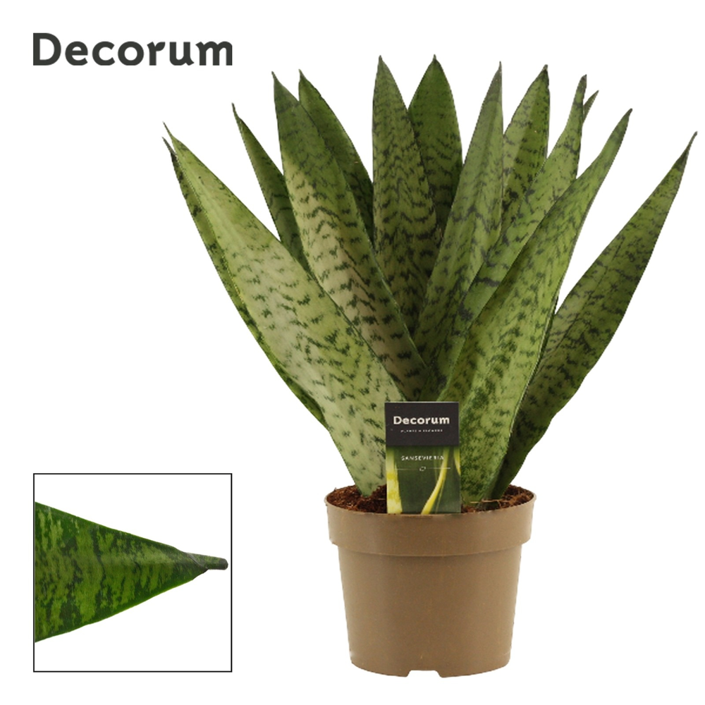 Sansevieria Zeylanica Fan 14 cm (Decorum).