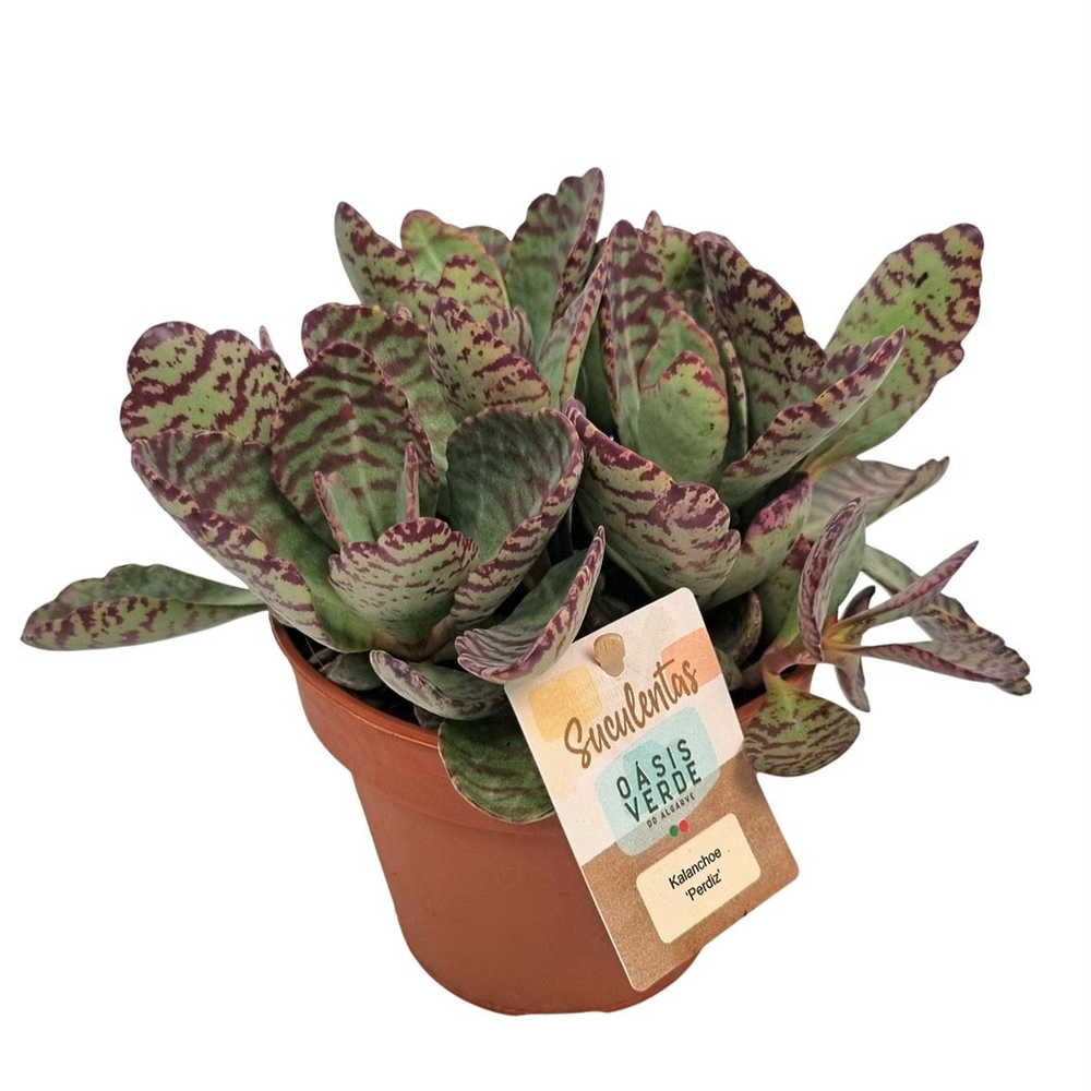 Kalanchoe Perdiz - 1154.